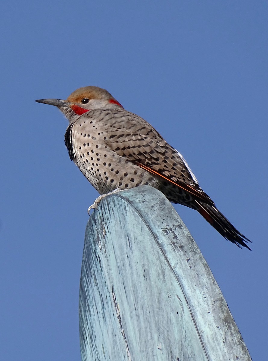 eBird Checklist - 21 Nov 2022 - Rancho San Rafael Park--Nature Trail ...