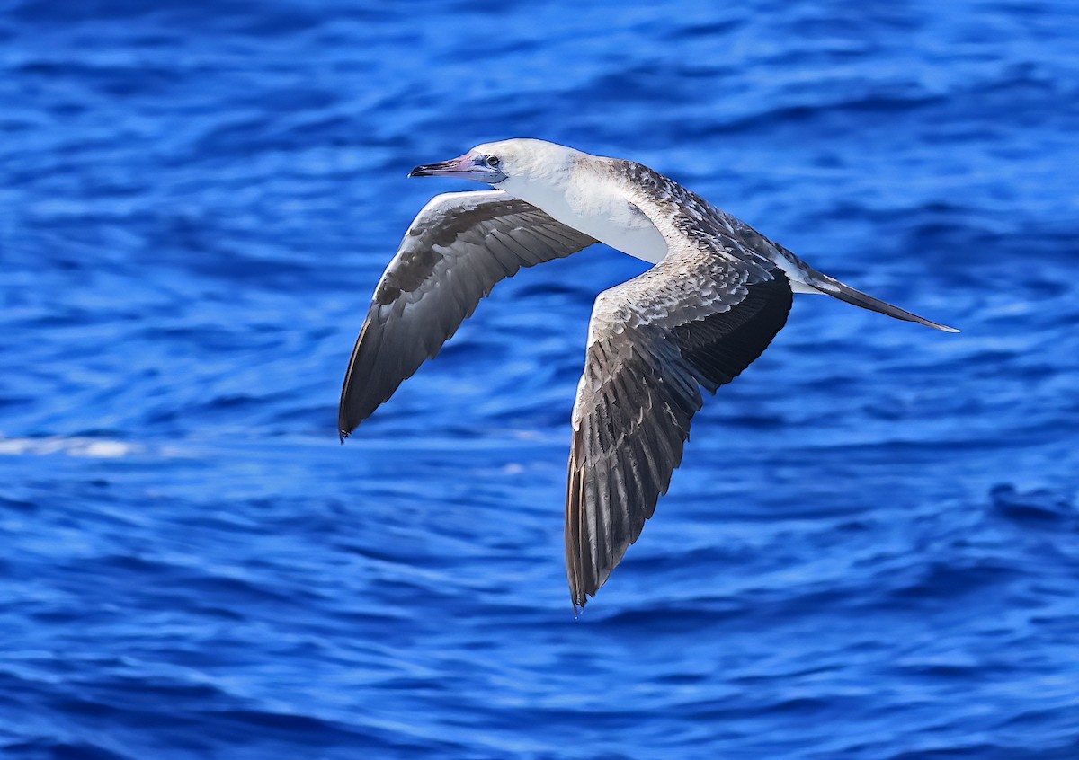 Red-footed Booby - ML505973841