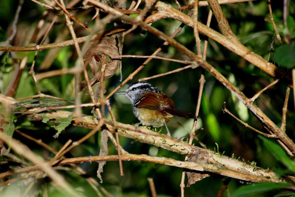 Rufous-tailed Antbird - Tomaz Melo