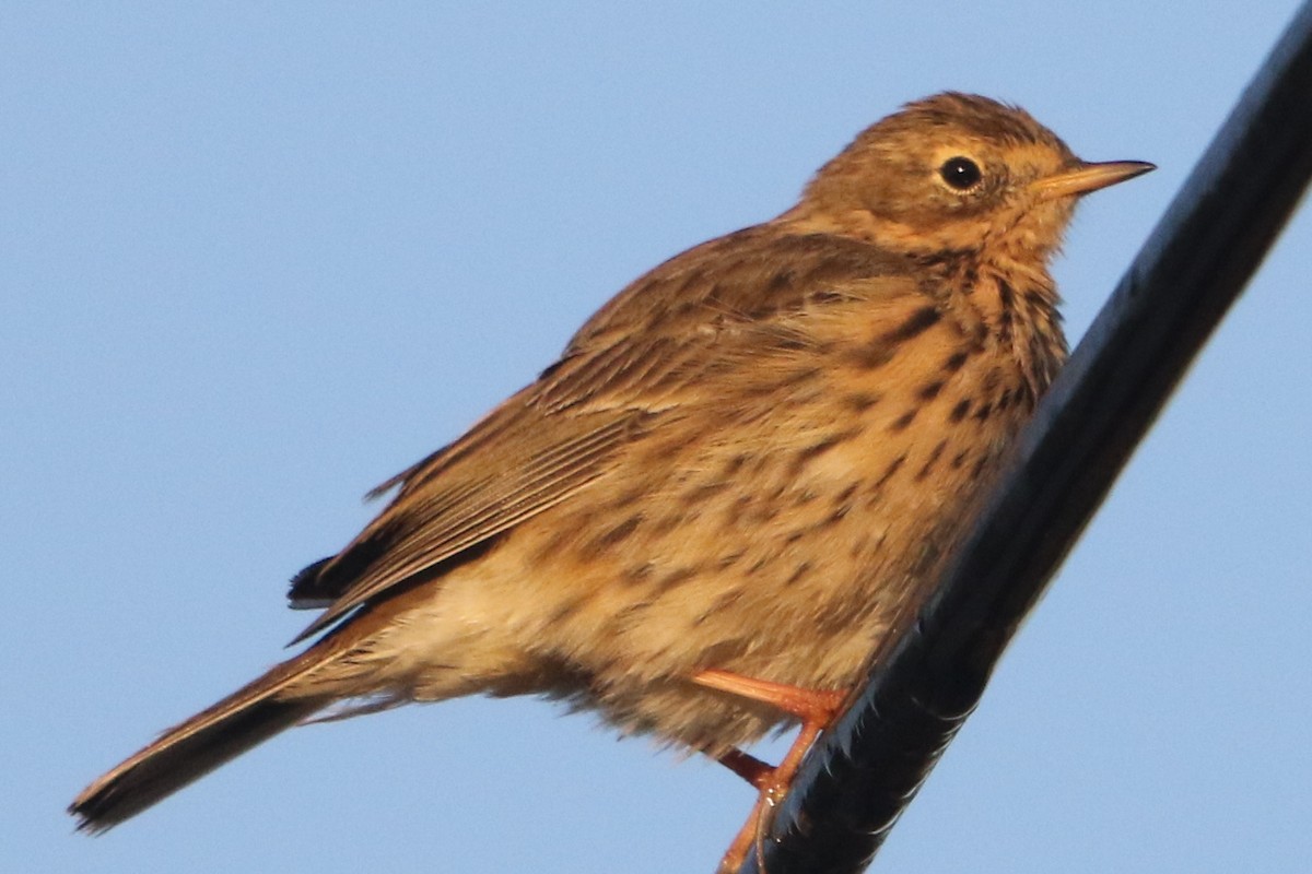 Meadow Pipit - ML50597921