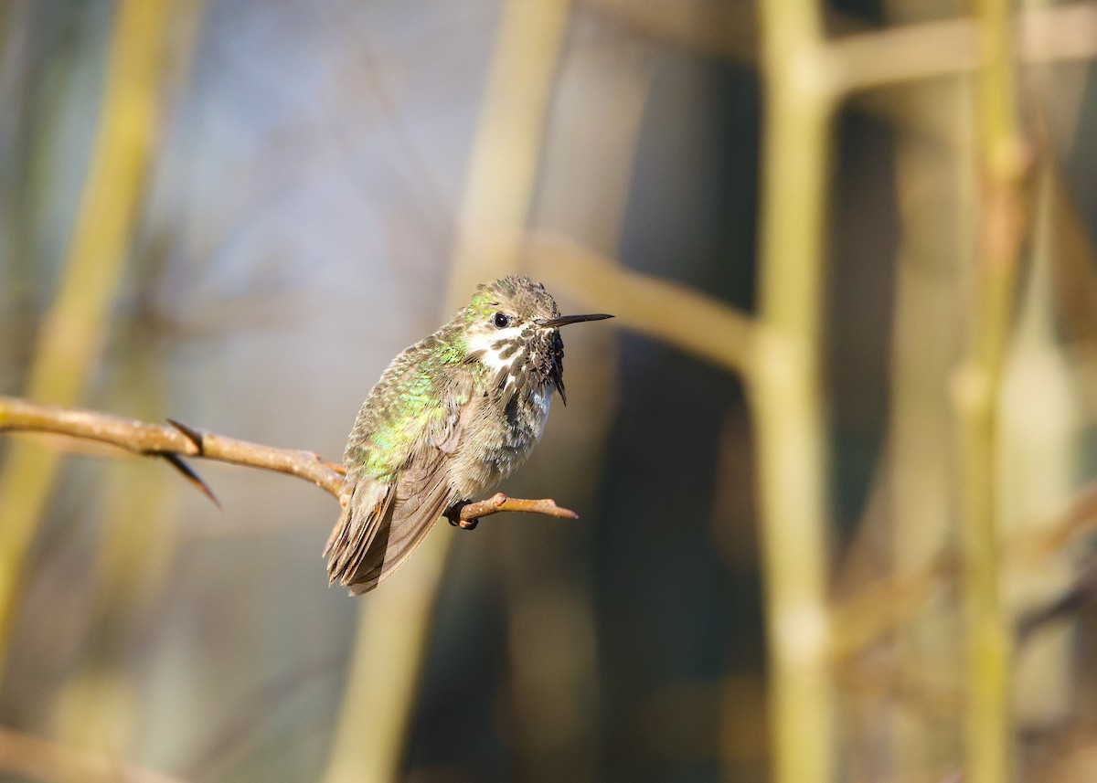 Calliope Hummingbird - Darlene J McNeil