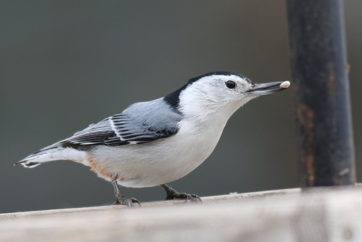 White-breasted Nuthatch - Margaret Viens