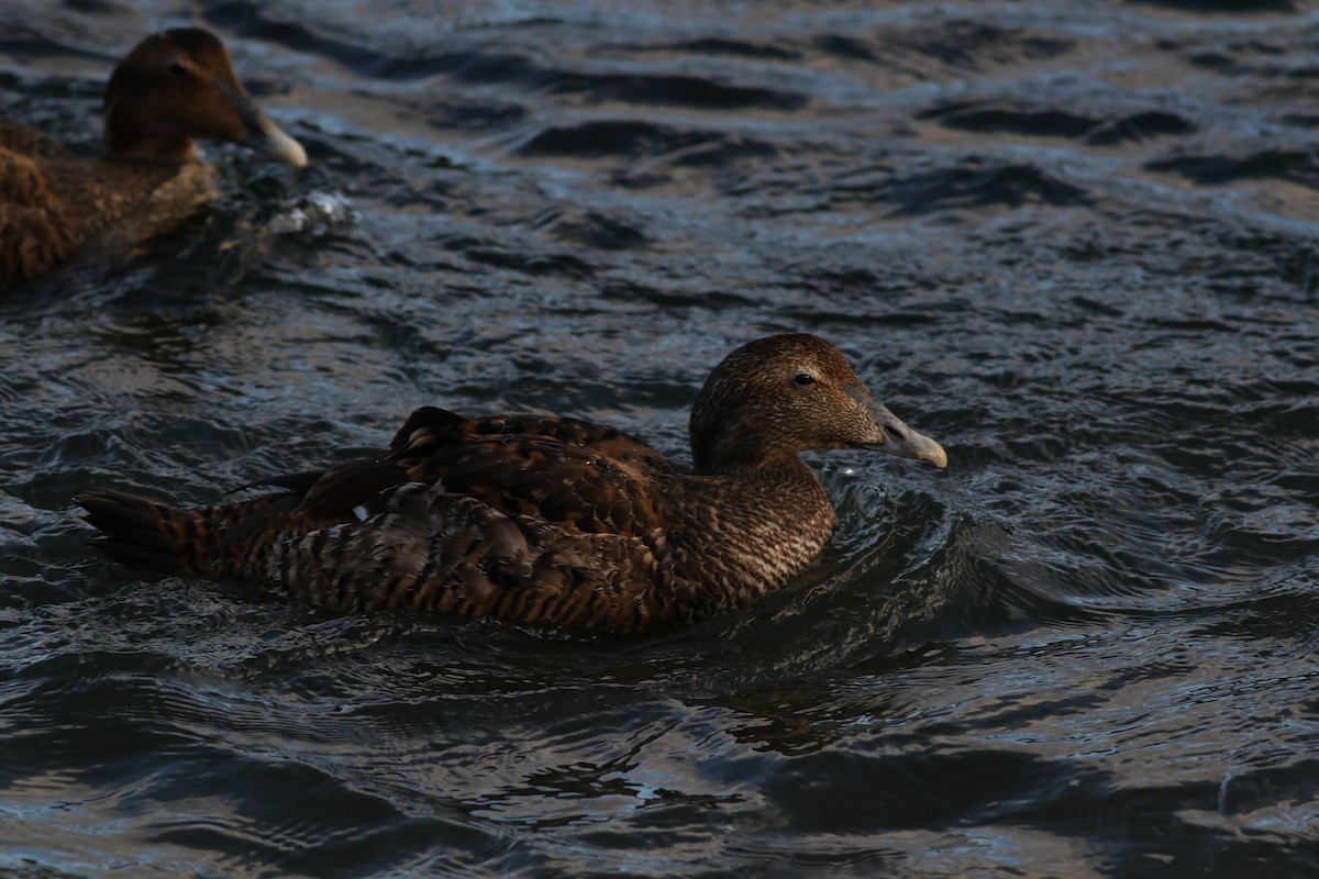 eBird Checklist 21 Nov 2022 Cape Cod CanalHerring Run 4 species