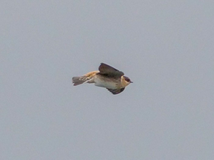 Cave Swallow - ML505996431