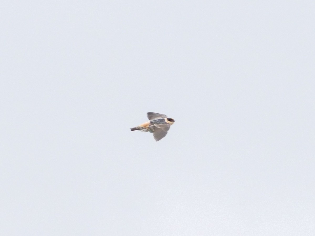 Cave Swallow - ML505996441