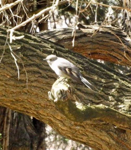 Townsend's Solitaire - ML50600431
