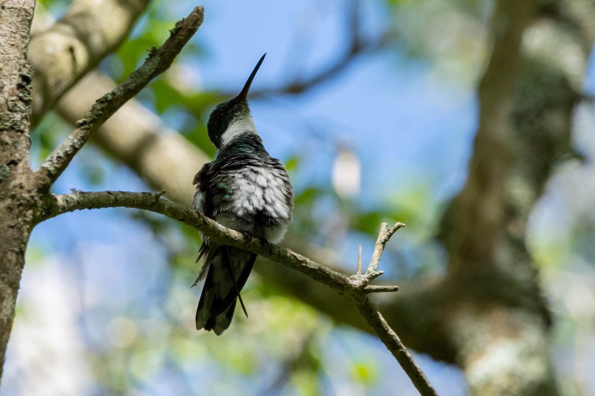 White-throated Hummingbird - ML506004731