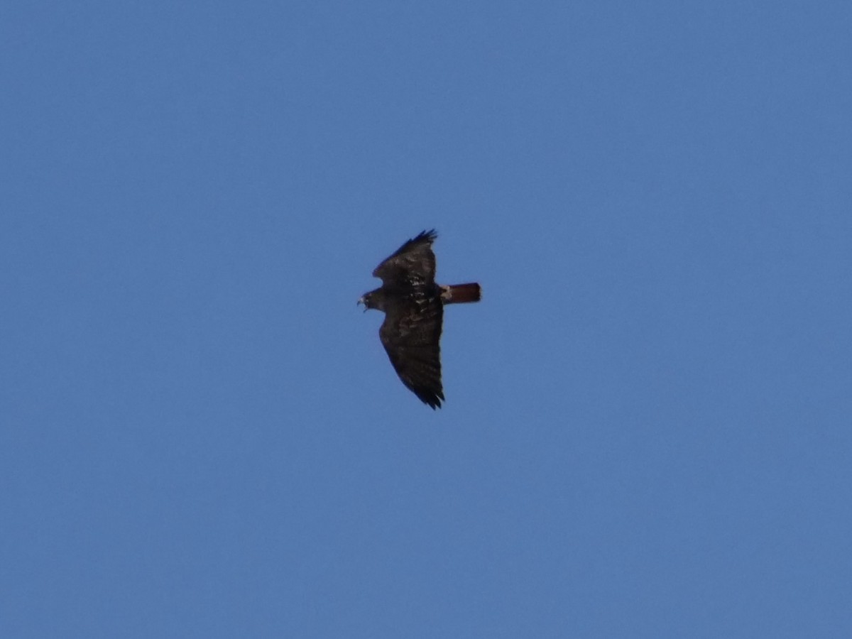 Red-tailed Hawk (abieticola) - ML506006491