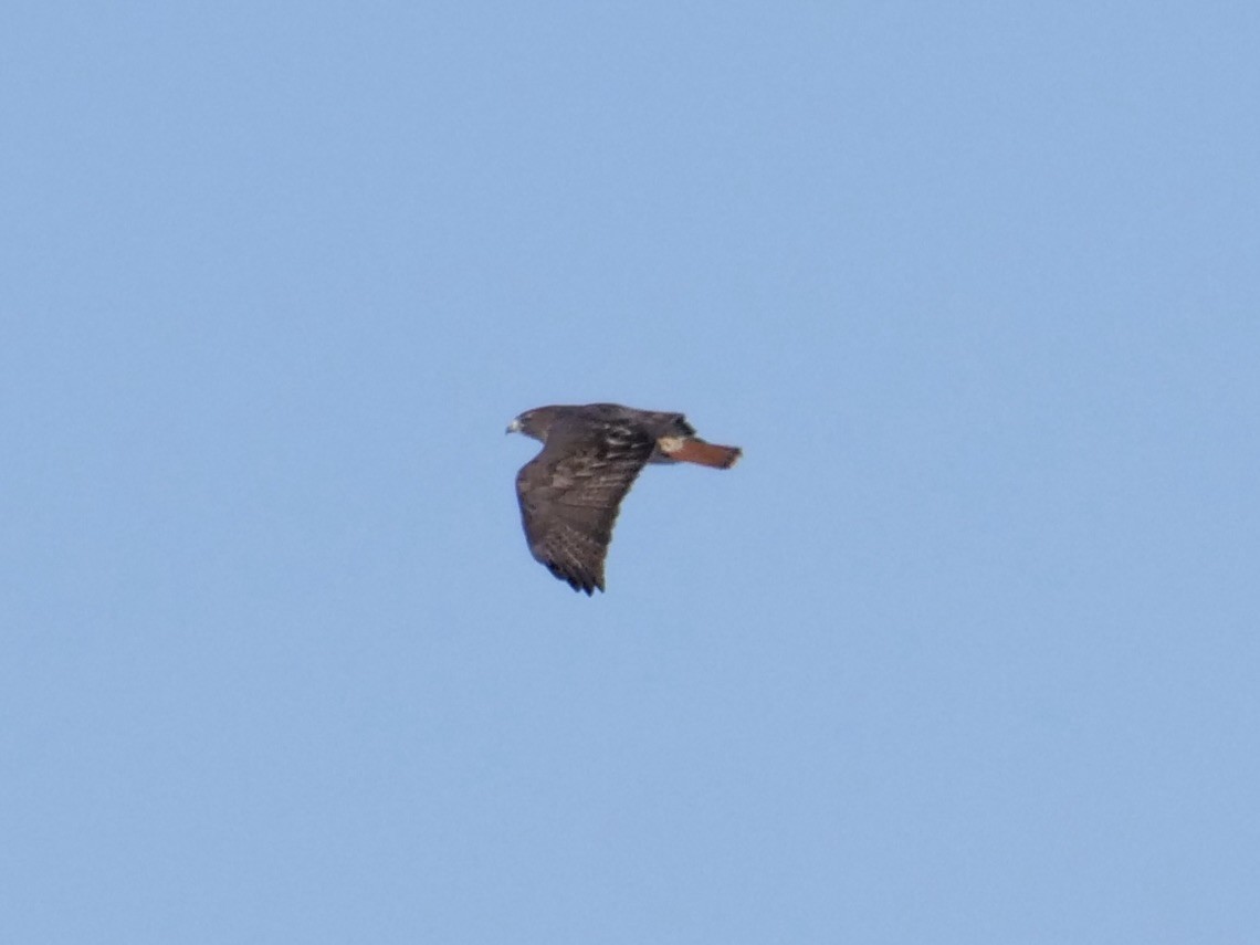 Red-tailed Hawk (abieticola) - ML506006501