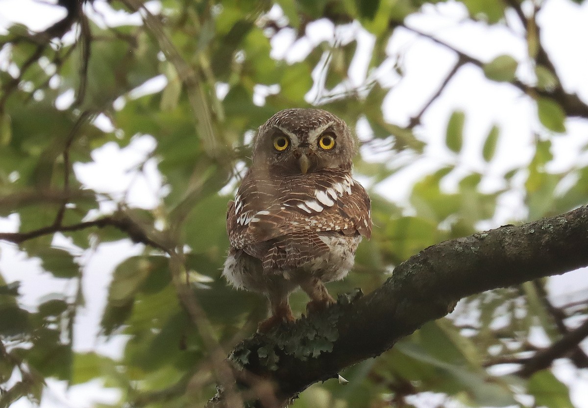 African Barred Owlet - ML506007161