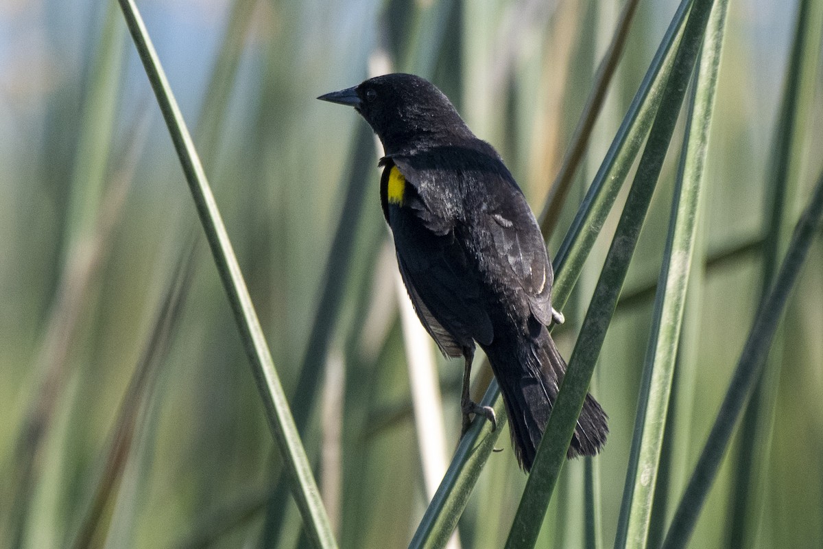 Yellow-winged Blackbird - ML506010161