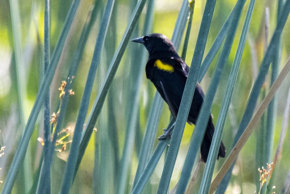 Yellow-winged Blackbird - ML506010171