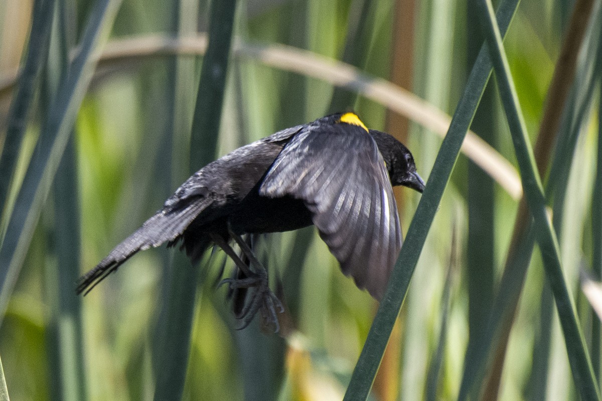 Yellow-winged Blackbird - ML506010181