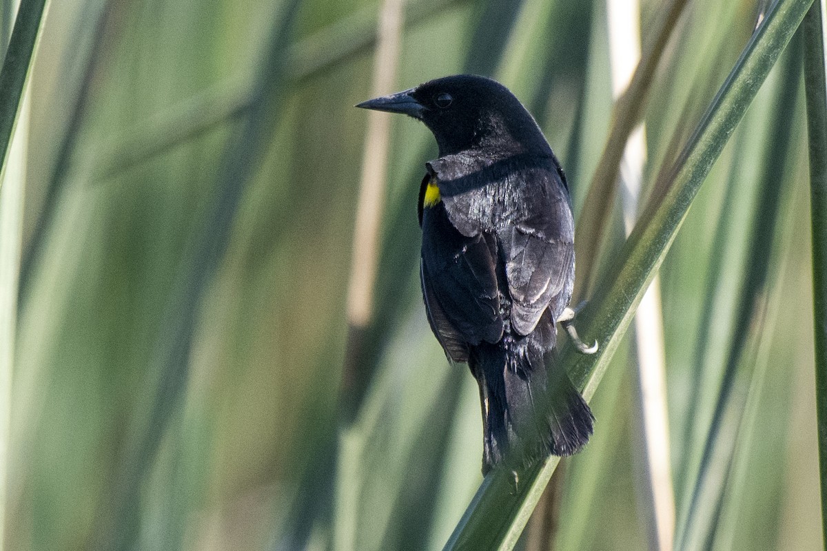 Yellow-winged Blackbird - ML506010191