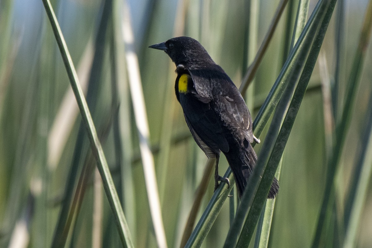 Yellow-winged Blackbird - Luiz Carlos Ramassotti