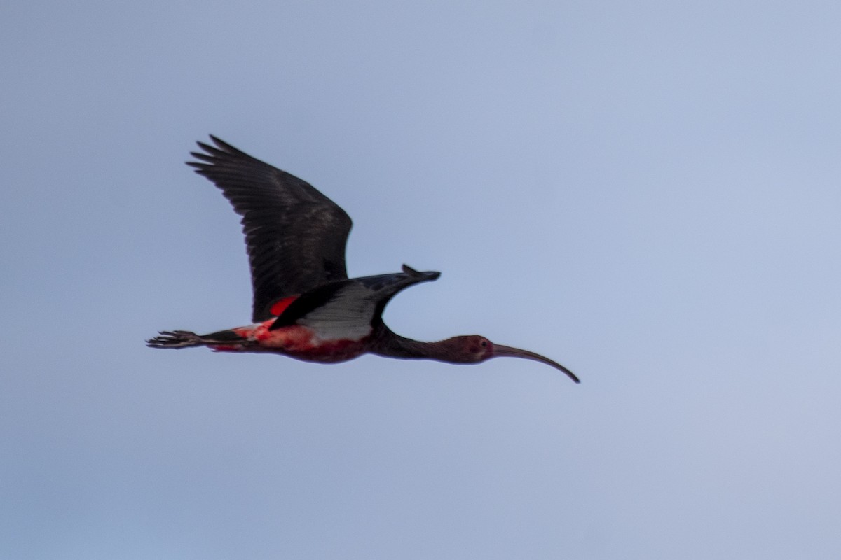 ibis rudý - ML506011371