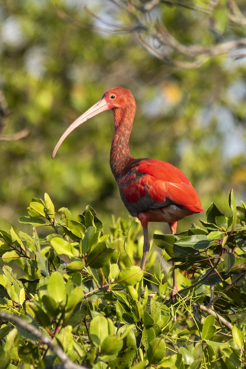 ibis rudý - ML506011381
