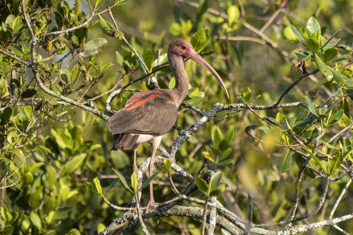 ibis rudý - ML506011411