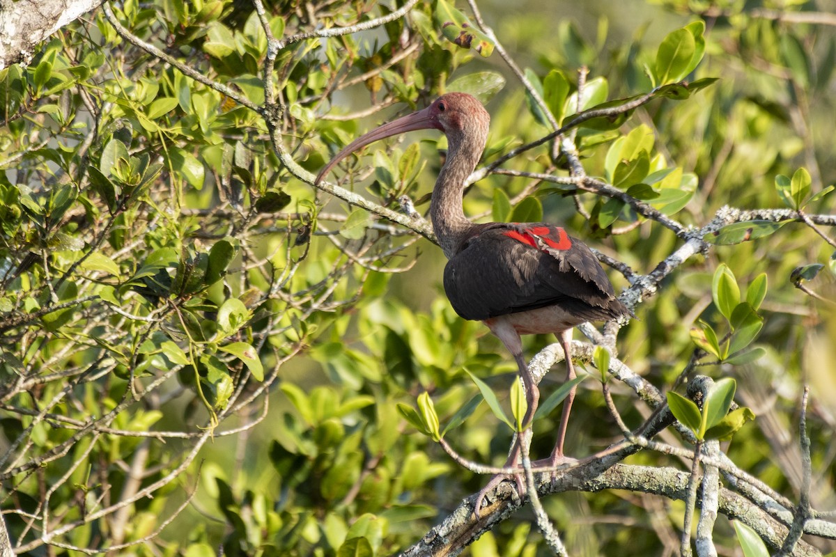 ibis rudý - ML506011481
