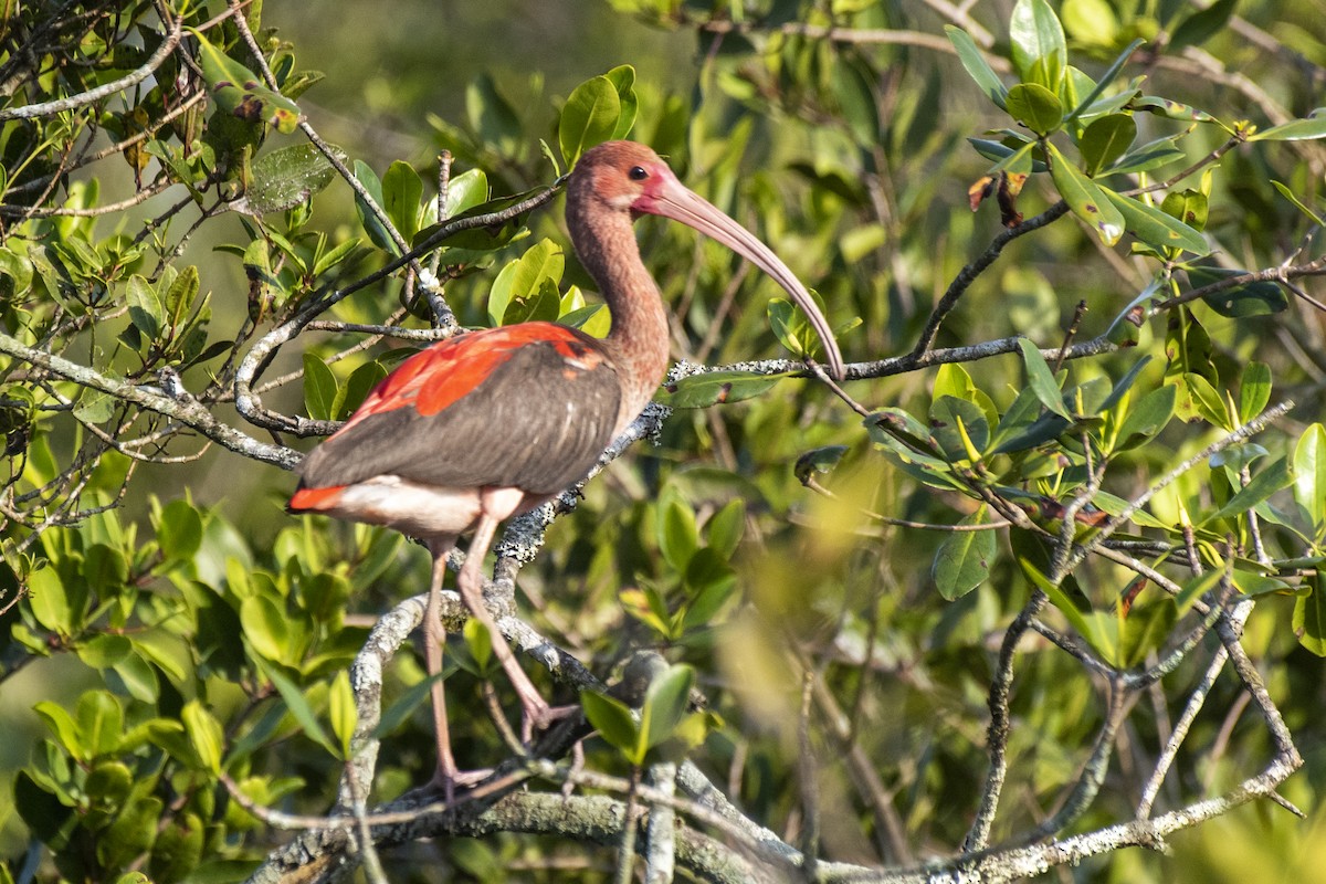 ibis rudý - ML506011491
