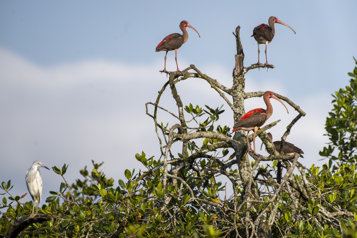ibis rudý - ML506011511