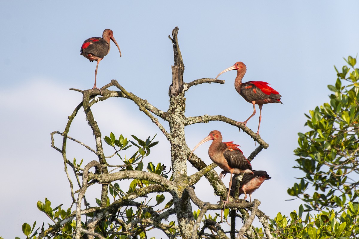 ibis rudý - ML506011521