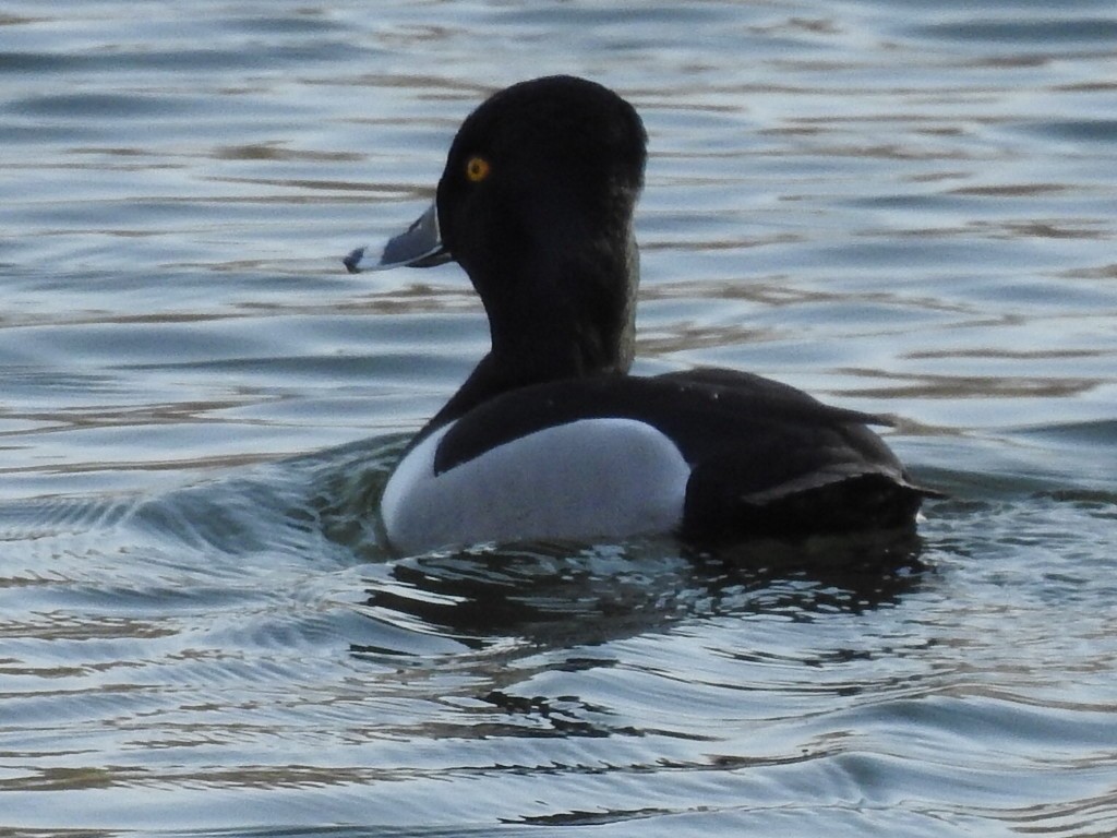Ring-necked Duck - ML50601411