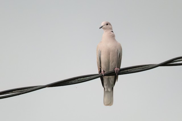 African Collared-Dove