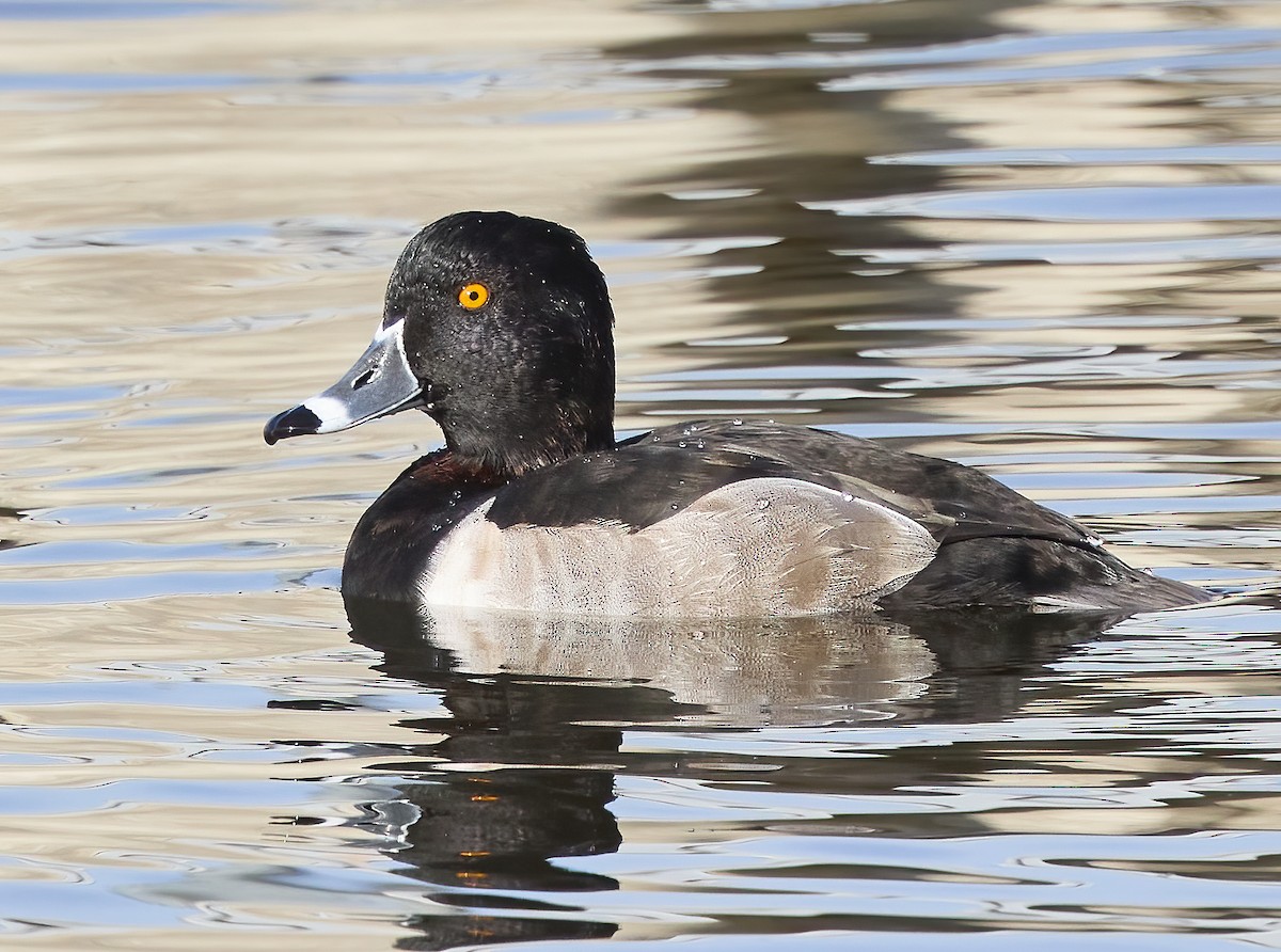 Ring-necked Duck - ML506016421
