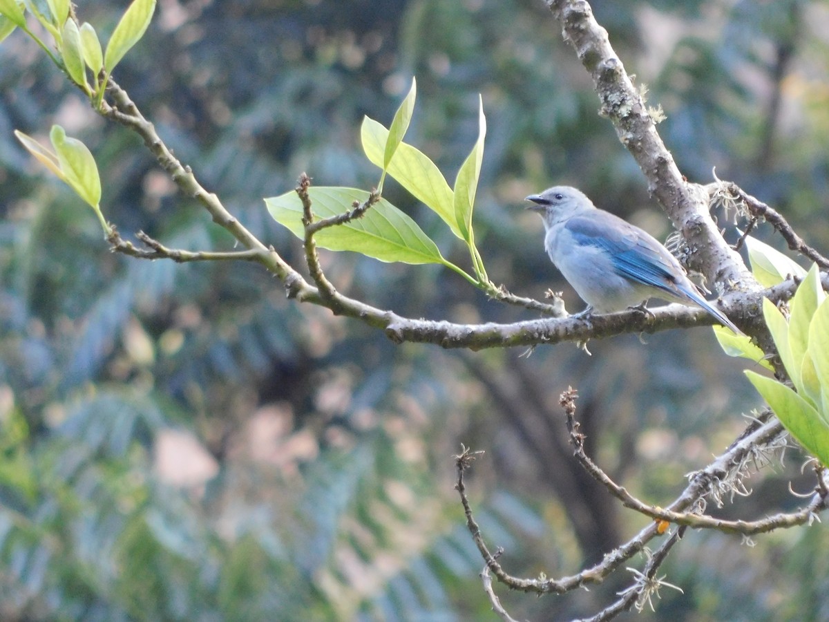 Blue-gray Tanager - ML506021631