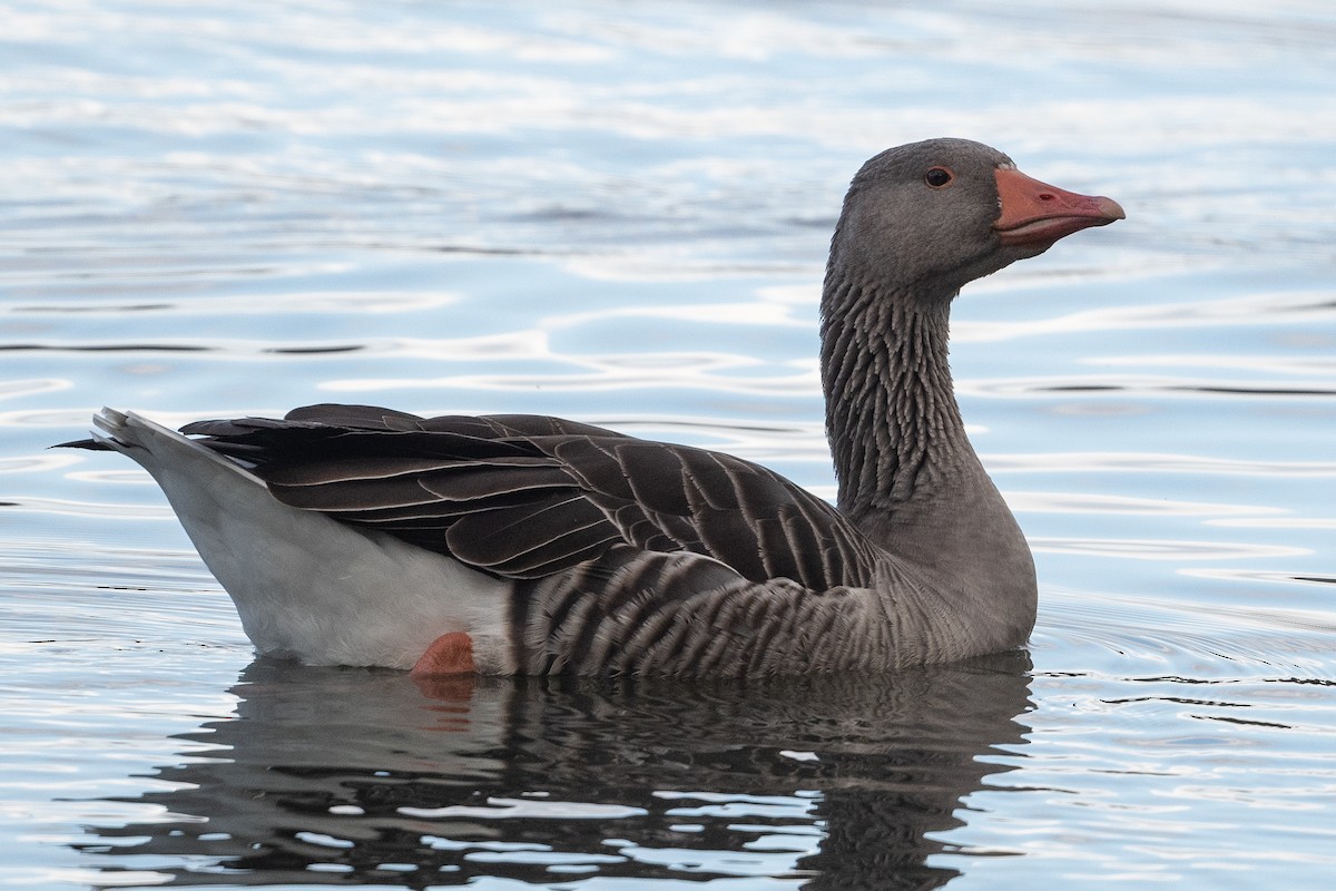 Graylag Goose (Domestic type) - David Turgeon
