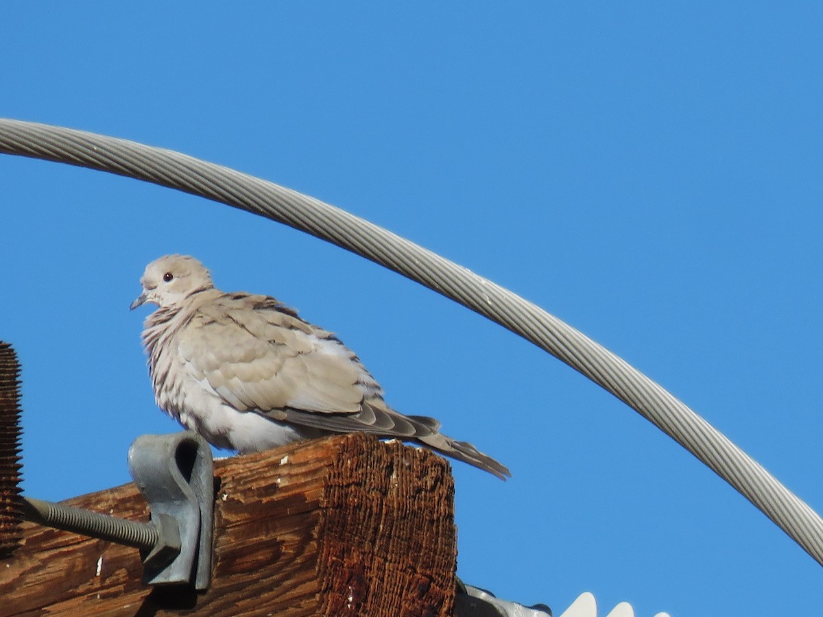 Eurasian Collared-Dove - ML506025001