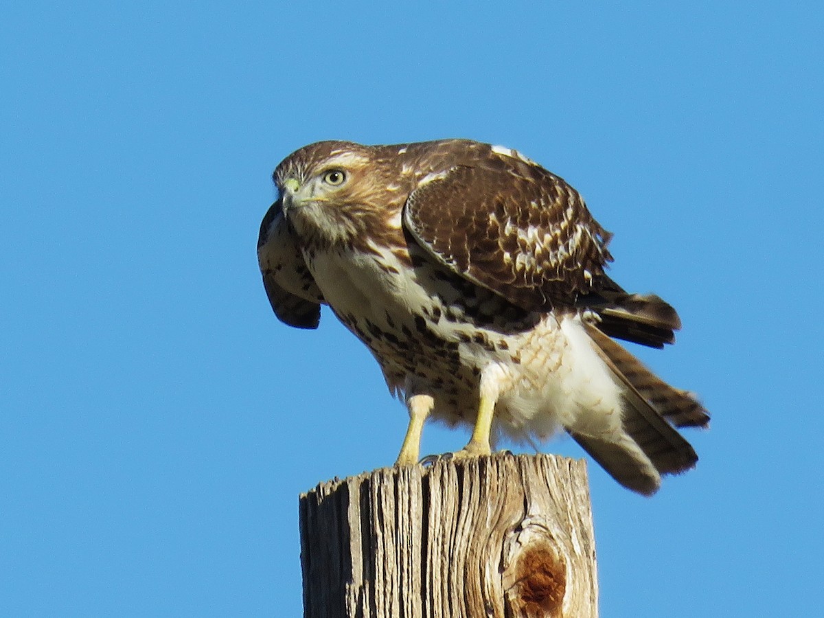 Red-tailed Hawk - Ricardo Barrios