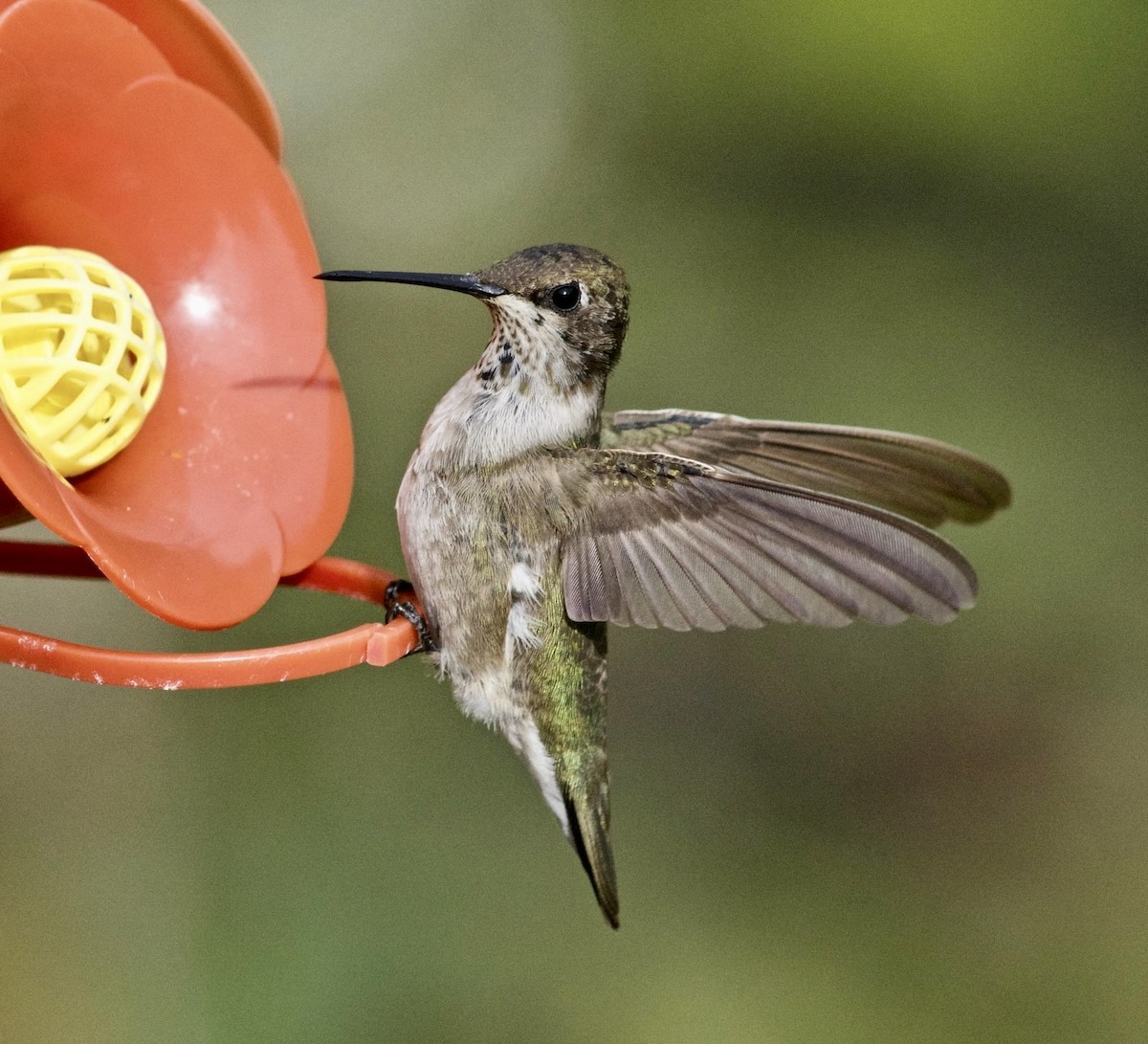 Black-chinned Hummingbird - Janice Neitzel
