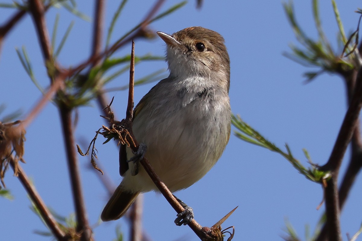 Fulvous-crowned Scrub-Tyrant - ML506025541