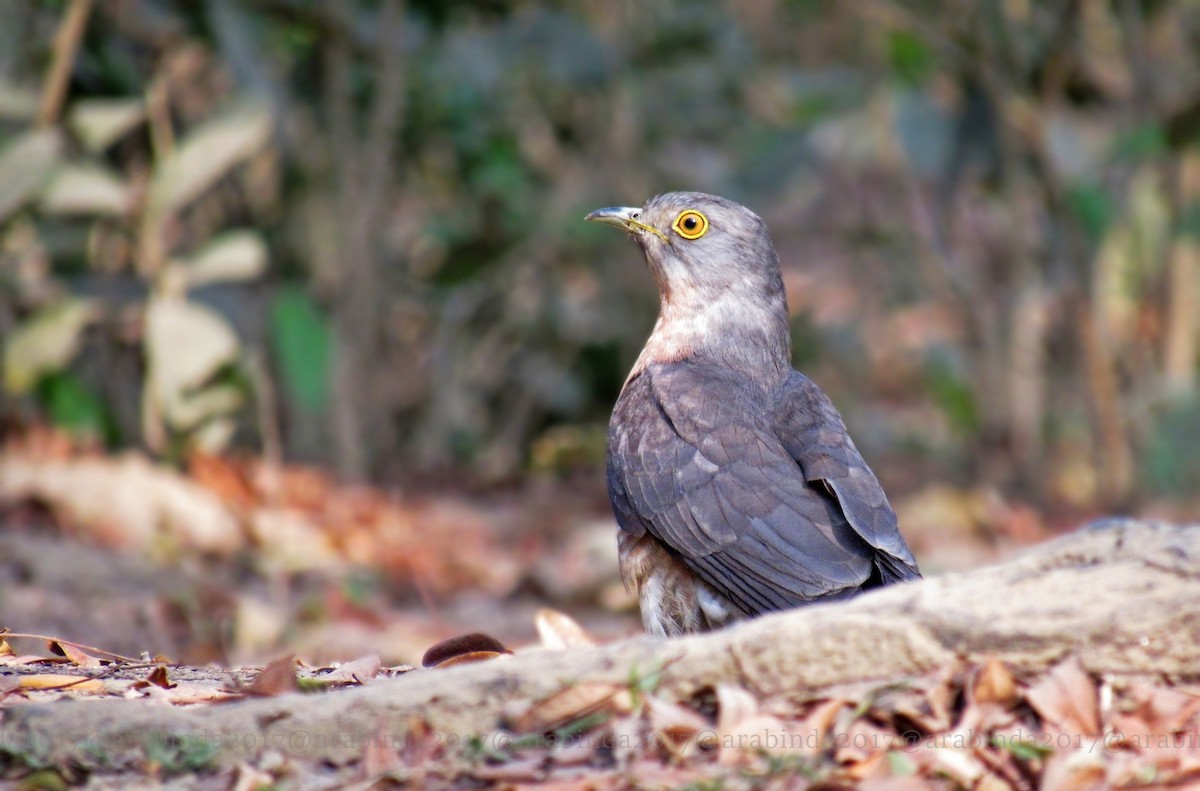 Common Hawk-Cuckoo - Arabinda Pal