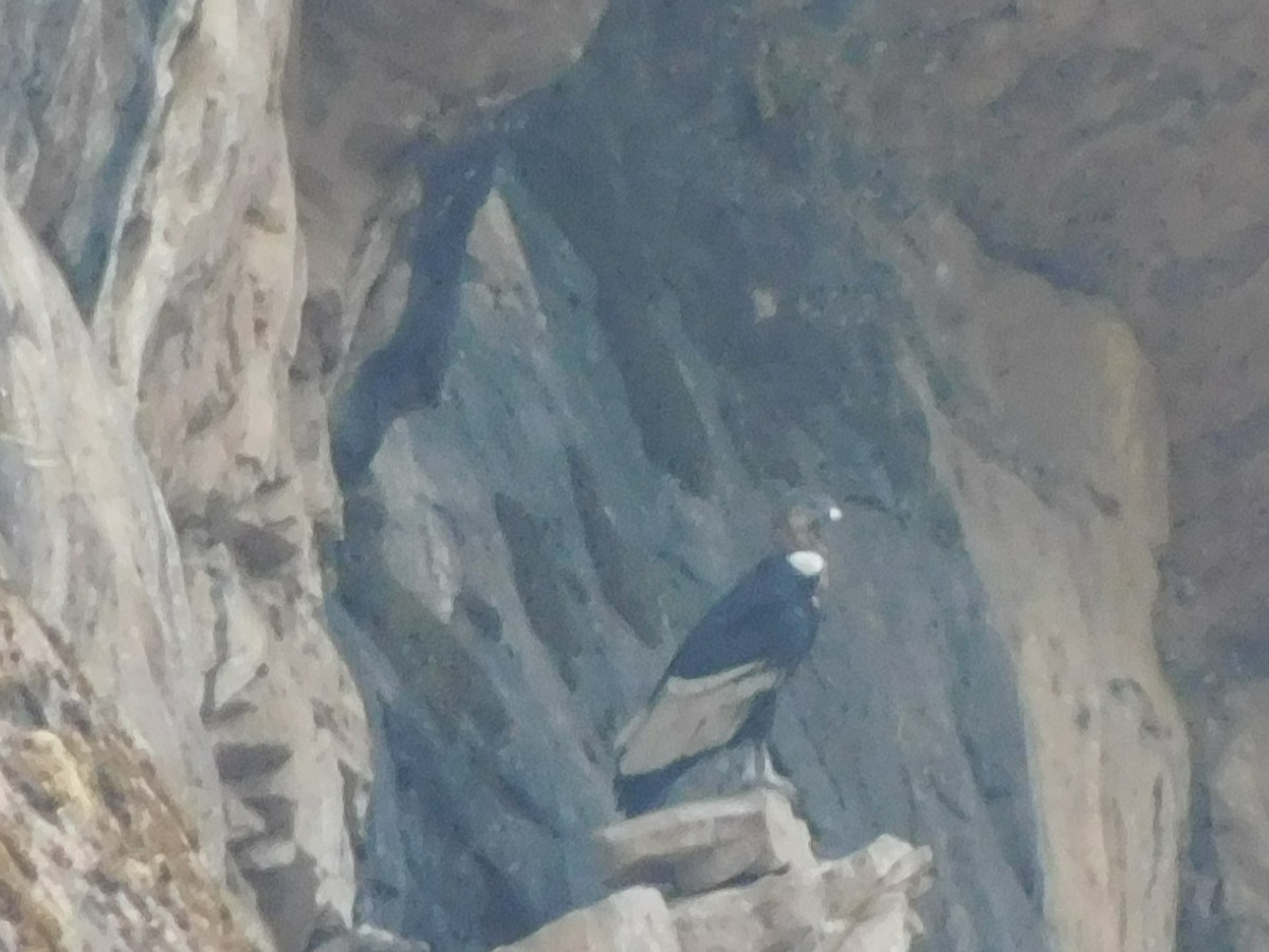 Andean Condor - ML506026071