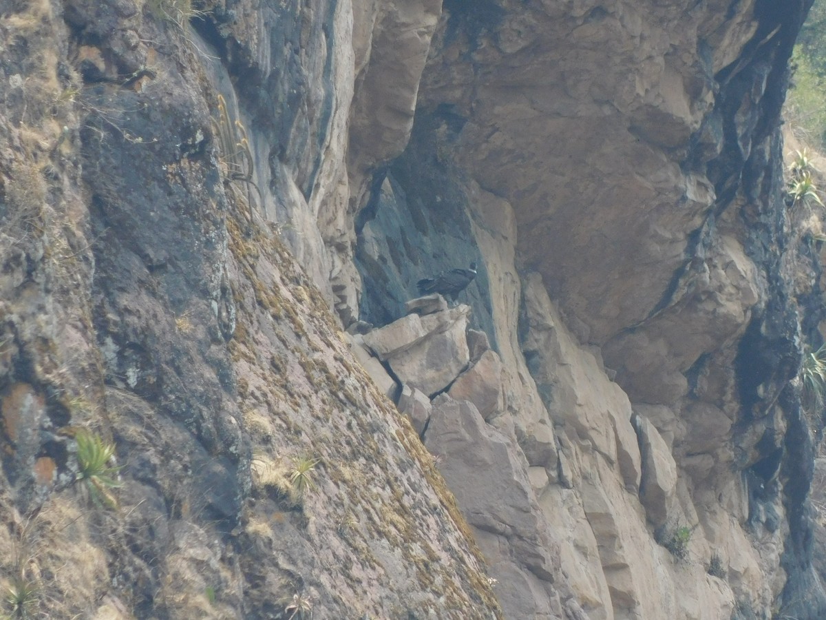 Andean Condor - ML506026131