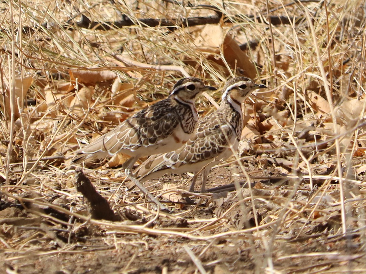 Three-banded Courser - ML50602721