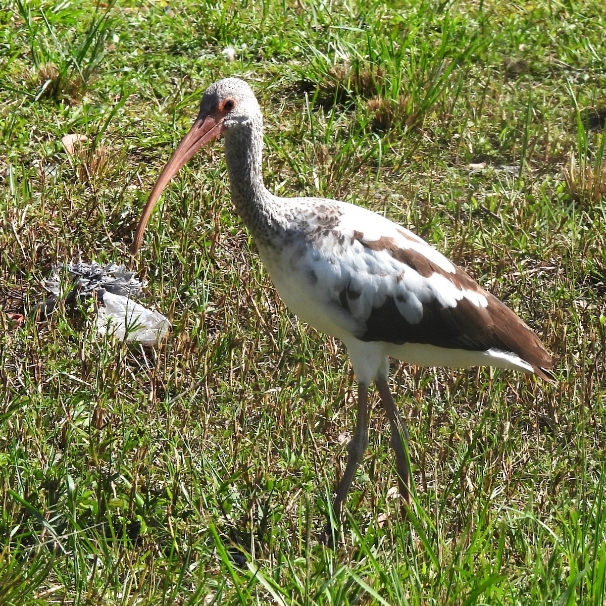 ibis bílý - ML506029501