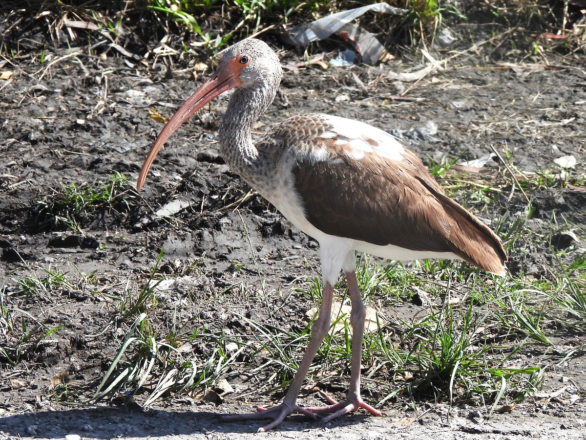 ibis bílý - ML506030331