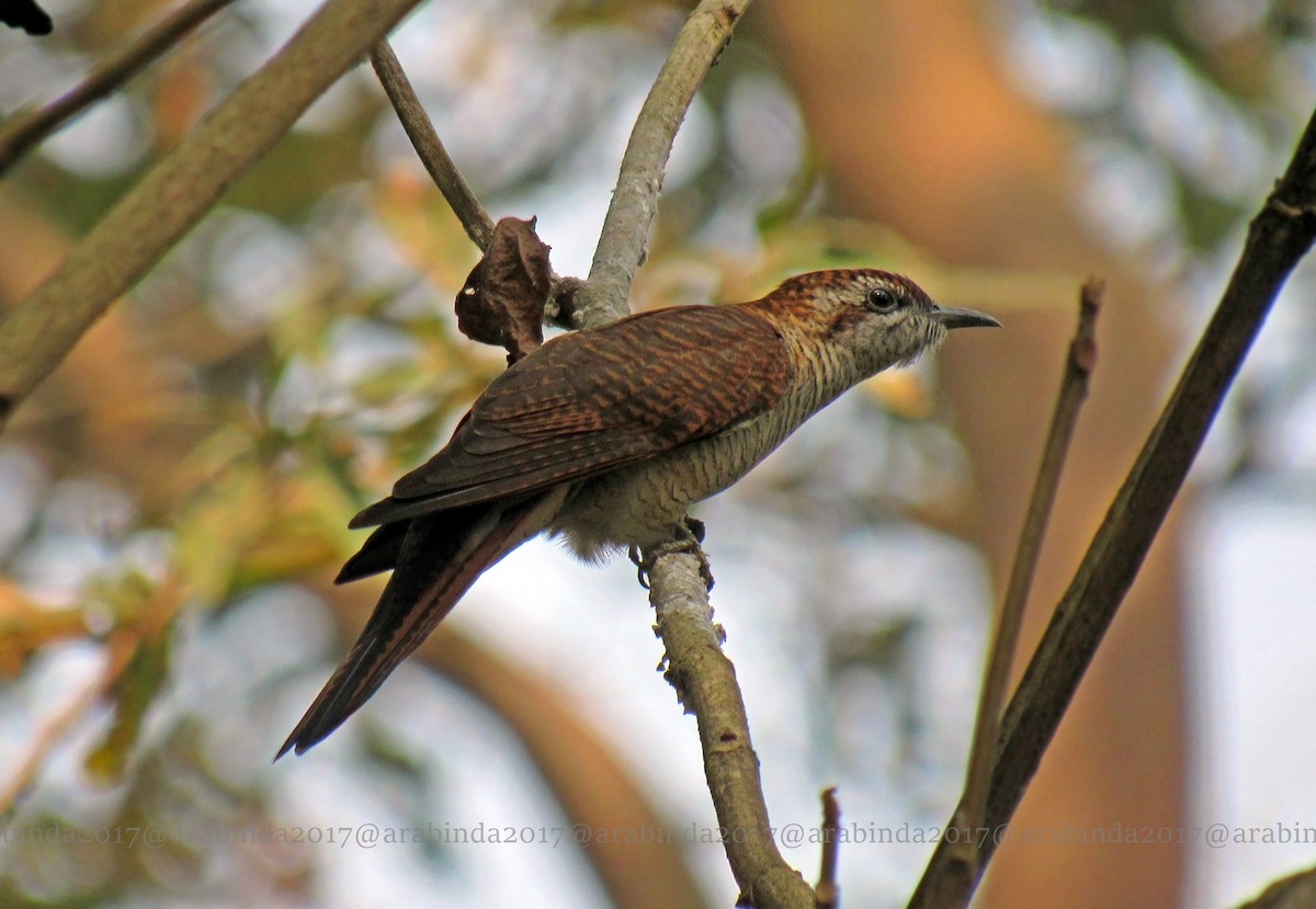 Banded Bay Cuckoo - Arabinda Pal
