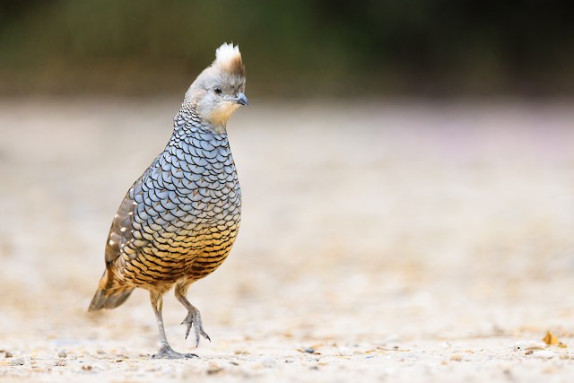 Scaled Quail - eBird