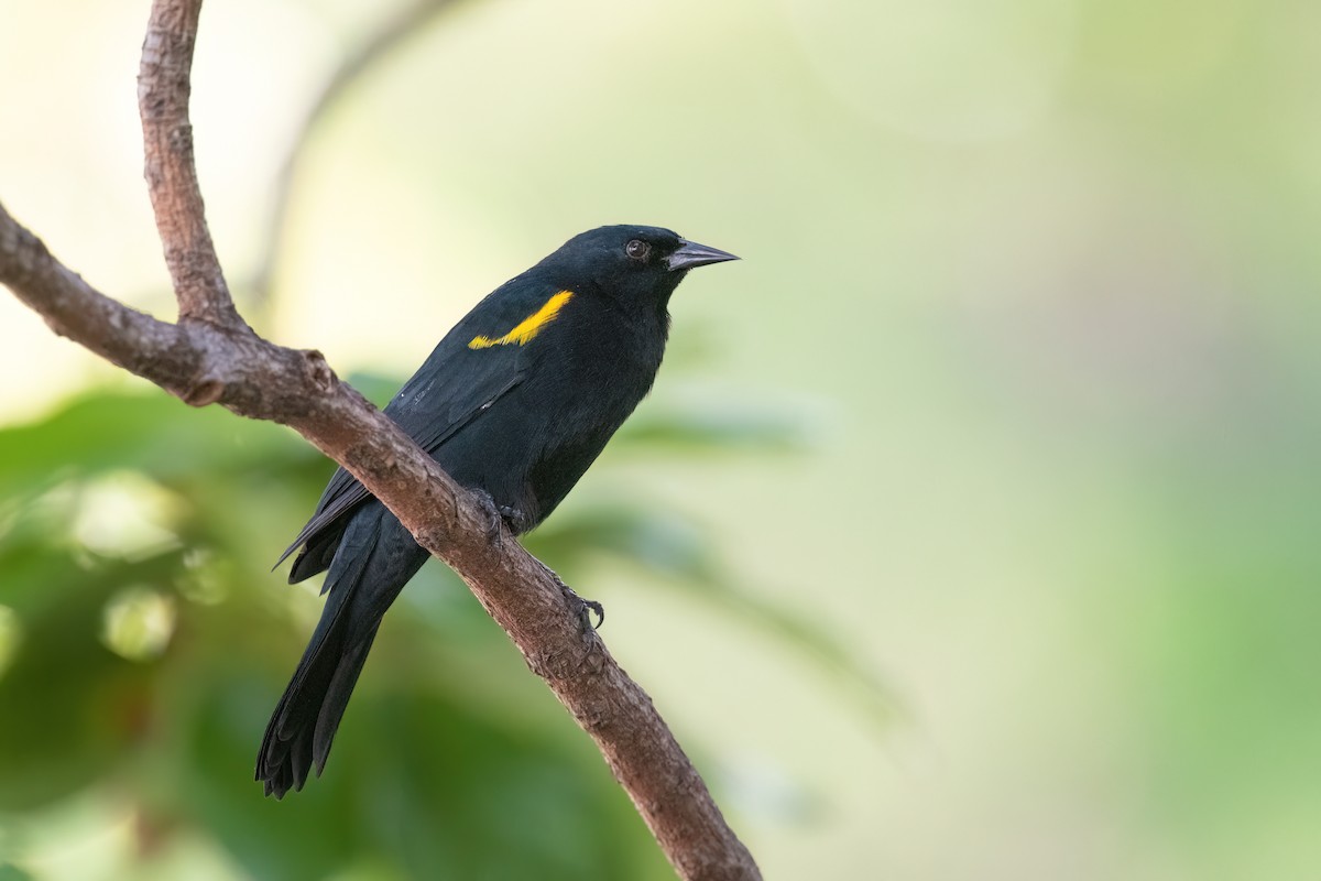 Yellow-shouldered Blackbird - Adam Jackson