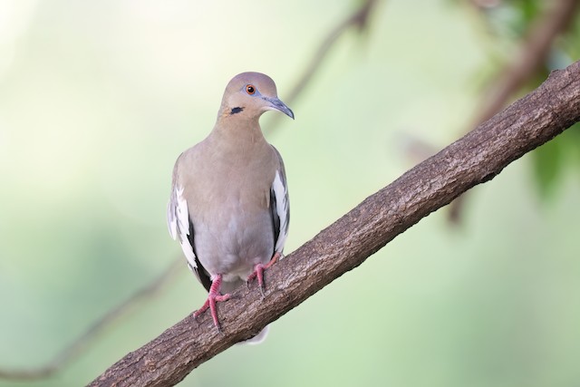 White-winged Dove