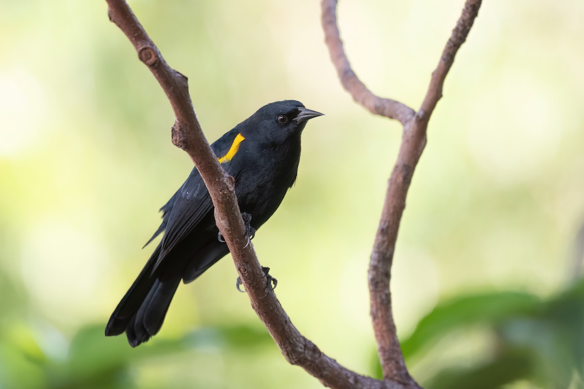 Yellow-shouldered Blackbird - ML506032651