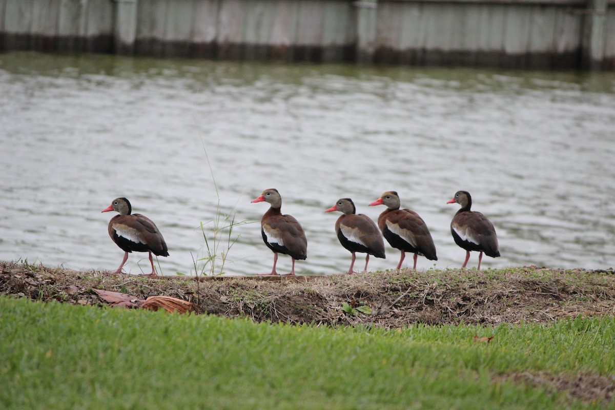 Ebird Checklist - 20 Nov 2022 - Univ. Of Texas, Rgv (brownsville 