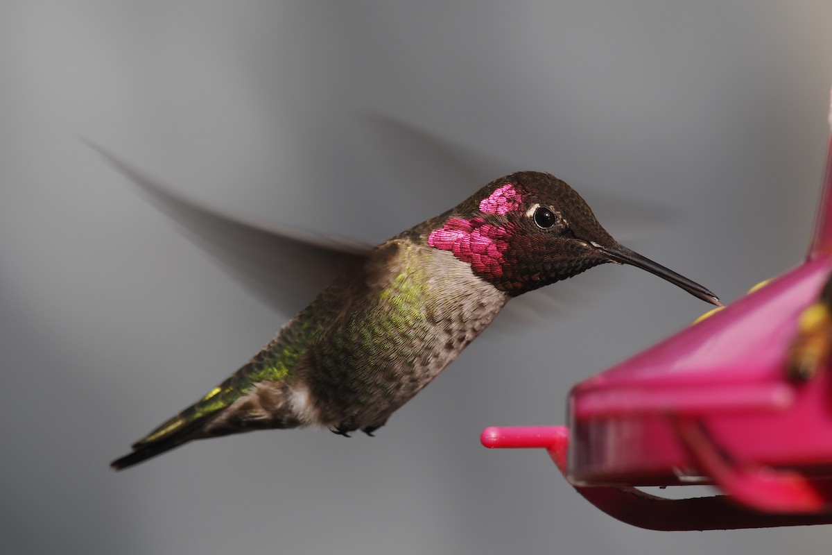 Anna's Hummingbird - ML506044331