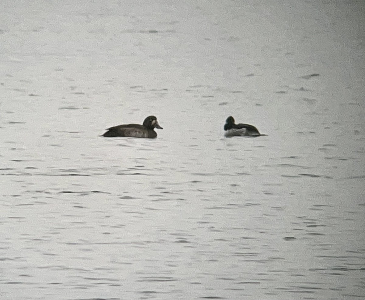 Greater Scaup - ML506049381