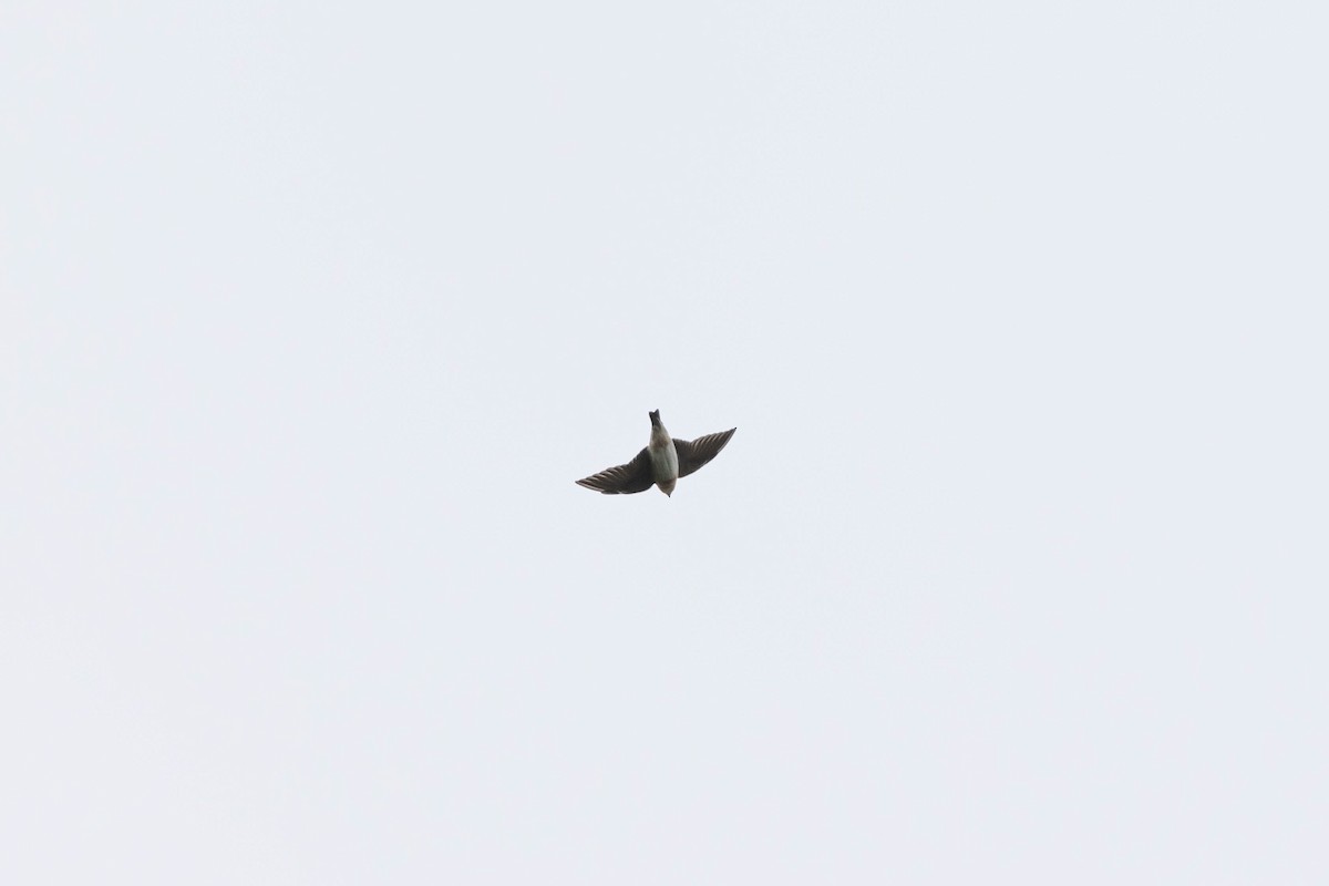 Cave Swallow (Texas) - ML506050931